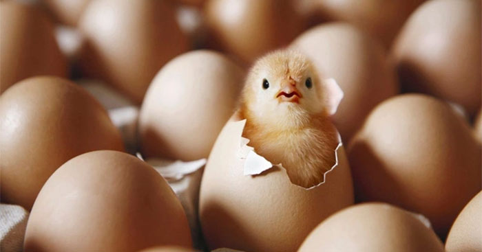 Đóng vai gà con, kể tiếp những vui buồn của mình kể từ ngày sống dưới bầu trời xanh (3 mẫu) Bầu trời trong quả trứng – Tiếng Việt 4 KNTT