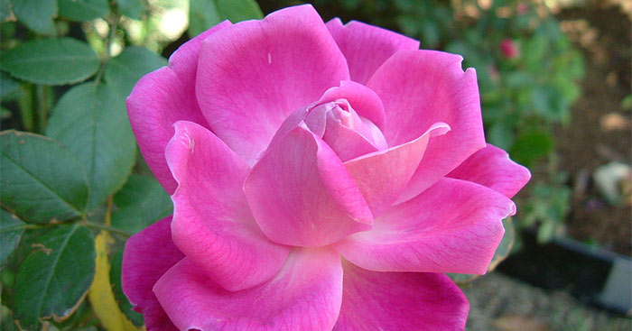 Đóng vai cây hoa hồng hoặc cây hoa huệ trong câu chuyện Tiếng nói của cỏ cây (3 mẫu) Tiếng nói của cỏ cây – Tiếng Việt 4 KNTT
