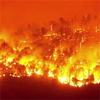 Viết đoạn văn tiếng Anh về nạn cháy rừng