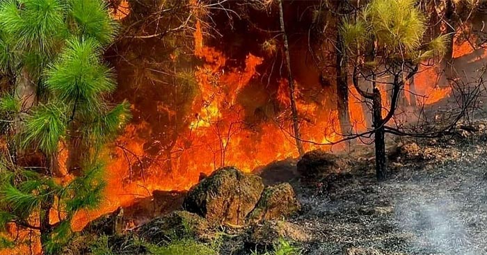 Viết đoạn văn tiếng Anh về nạn cháy rừng Viết về thảm họa thiên nhiên bằng tiếng Anh