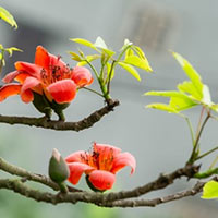 Viết: Luyện tập quan sát, tìm ý cho bài văn miêu tả cây cối - Tiếng Việt 4 Chân trời sáng tạo
