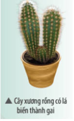 KHTN Lớp 7 Bài 23: Quang hợp ở thực vật Giải sách Khoa học tự nhiên lớp 7 Chân trời sáng tạo trang 108