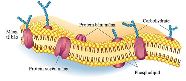 Protein và lipid tham gia cấu trúc màng sinh chất