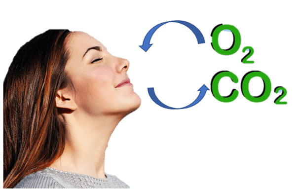 Cơ thể người hít vào khí O2 và thải ra khí CO2