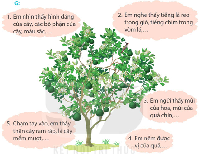 Viết: Quan sát cây cối – Tiếng Việt 4 Kết nối tri thức Tiếng Việt lớp 4 Kết nối tri thức tập 2 Bài 19