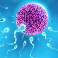 So sánh quá trình sinh tinh trùng và sinh trứng ở người