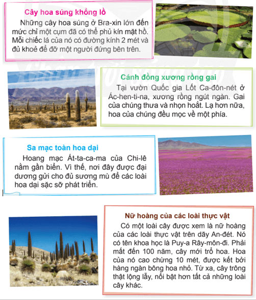 Đọc: Kì lạ thế giới thực vật ở Nam Mỹ – Tiếng Việt 4 Chân trời sáng tạo Tiếng Việt lớp 4 Chân trời sáng tạo tập 2 Bài 2