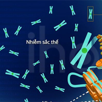 Sinh học 12 Bài 14: Thực hành Quan sát một số dạng đột biến nhiễm sắc thể