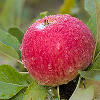 Công nghệ 9 Bài 1: Giới thiệu chung về cây ăn quả