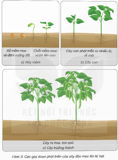Sự phát triển của cây con