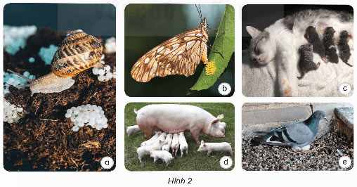 Khoa học lớp 5 Bài 15: Sinh sản của động vật Giải Khoa học 5 Kết nối tri thức trang 57, 58, 59