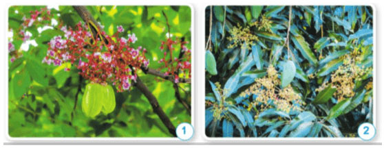 Khoa học lớp 5 Bài 8: Sự sinh sản của thực vật có hoa Giải Khoa học 5 Cánh diều trang 39, 40, 41, 42