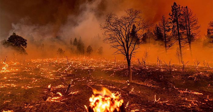 Đóng vai cây xanh kể lại trận cháy rừng lớn và hậu quả có thể xảy ra trong tương lai Môi trường sống quanh em – Đạo đức 5 Cánh diều