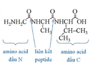 Amino acid và peptide