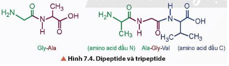 Hóa 12 Bài 7: Amino acid và peptide Giải Hóa 12 Chân trời sáng tạo trang 39, 40, 41, 42, 43, 44