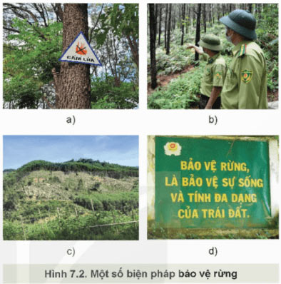 Công nghệ 12 Bài 7: Biện pháp bảo vệ và khai thác tài nguyên rừng Giải Công nghệ 12 Lâm nghiệp – Thủy sản Kết nối tri thức trang 36, 37, 38