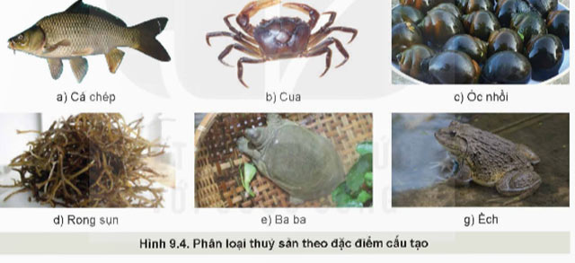 Công nghệ 12 Bài 9: Các nhóm thuỷ sản và một số phương thức nuôi phổ biến Giải Công nghệ 12 Lâm nghiệp – Thủy sản Kết nối tri thức trang 46, 47, 48, 49