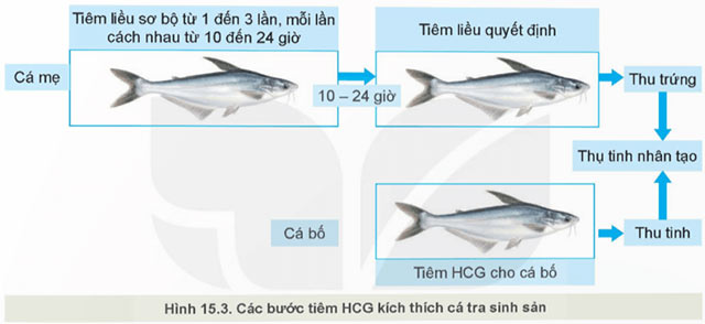 Công nghệ 12 Bài 15: Ứng dụng công nghệ sinh học trong chọn và nhân giống thuỷ sản Giải Công nghệ 12 Lâm nghiệp – Thủy sản Kết nối tri thức trang 76, 77, 78, 79