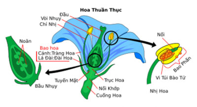 Khoa học lớp 5 Bài 13: Sự sinh sản của thực vật có hoa Giải Khoa học 5 Chân trời sáng tạo trang 47, 48, 49, 50