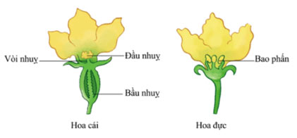 Sự sinh sản của thực vật có hoa