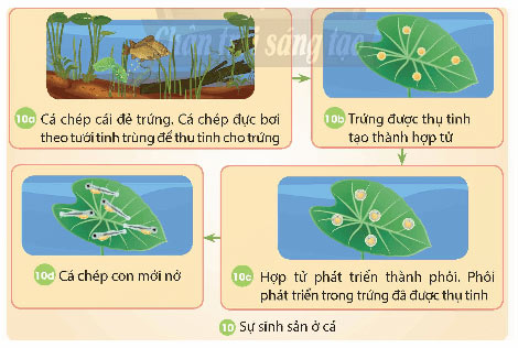 Sự sinh sản của động vật