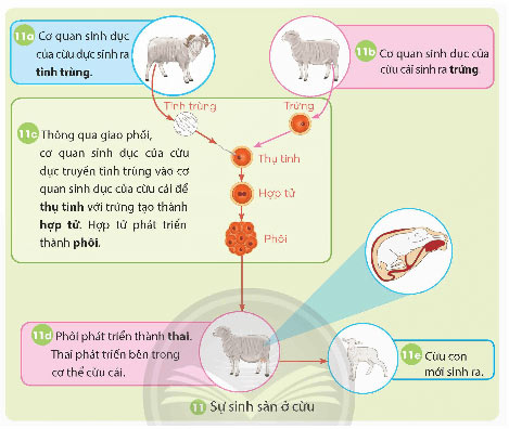 Sự sinh sản của động vật