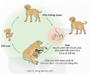 Sự lớn lên và phát triển của động vật