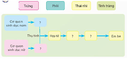 Khoa học lớp 5 Bài 23: Sự sinh sản ở người Giải Khoa học 5 Chân trời sáng tạo trang 79, 80, 81