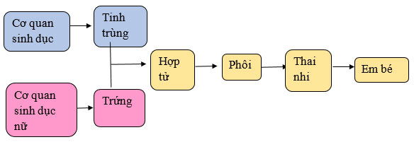 Sự sinh sản ở người