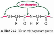 KHTN 9 Bài 29: Protein Giải KHTN 9 Chân trời sáng tạo trang 125, 126, 127