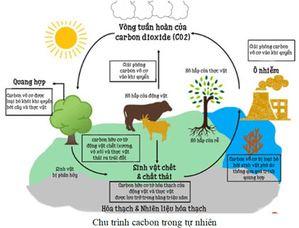 Nguồn carbon, chu trình carbon và sự ấm lên toàn cầu