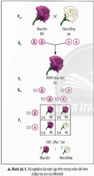 Các quy luật di truyền của Mendel