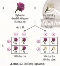 Các quy luật di truyền của Mendel