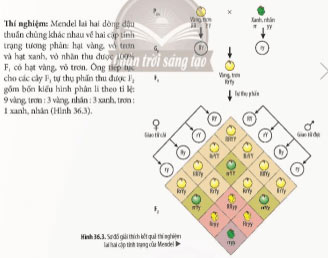 Các quy luật di truyền của Mendel