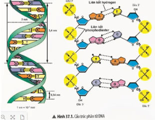 KHTN 9 Bài 37: Nucleic acid và ứng dụng Giải KHTN 9 Chân trời sáng tạo trang 157, 158, 159, 160