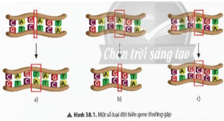 KHTN 9 Bài 38: Đột biến gene Giải KHTN 9 Chân trời sáng tạo trang 161, 162