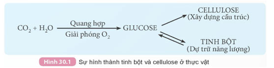 KHTN 9 Bài 30: Tinh bột và cellulose Giải KHTN 9 Kết nối tri thức trang 135, 136, 137