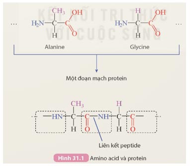 KHTN 9 Bài 31: Protein Giải KHTN 9 Kết nối tri thức trang 138, 139, 140