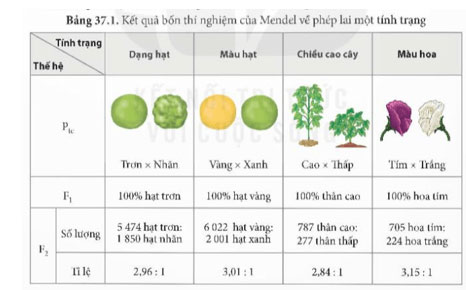 Các quy luật di truyền của Mendel