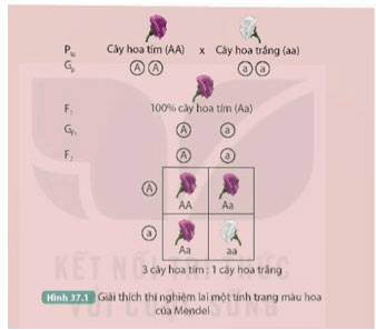 Các quy luật di truyền của Mendel