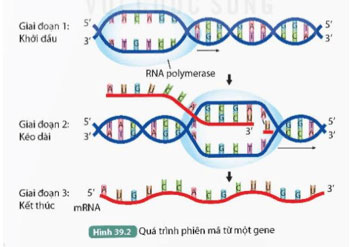 KHTN 9 Bài 39: Tái bản DNA và phiên mã tạo RNA Giải KHTN 9 Kết nối tri thức trang 170, 171, 172