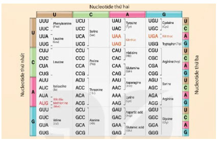 KHTN 9 Bài 40: Dịch mã và mối quan hệ từ gene đến tính trạng Giải KHTN 9 Kết nối tri thức trang 173, 174, 175, 176, 177