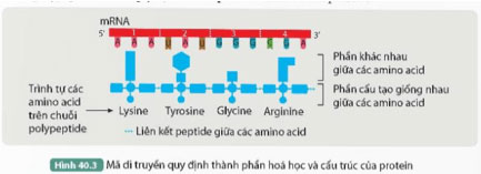 Dịch mã và mối quan hệ từ gene đến tính trạng