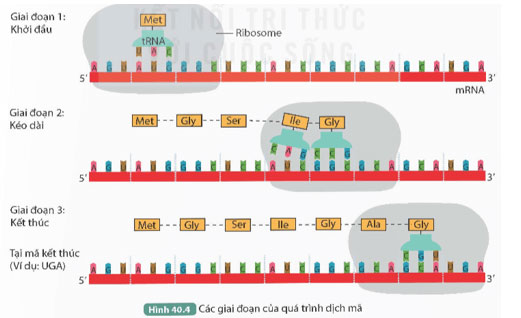 Dịch mã và mối quan hệ từ gene đến tính trạng