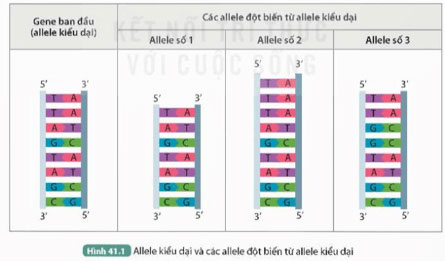 KHTN 9 Bài 41: Đột biến gene Giải KHTN 9 Kết nối tri thức trang 178, 179, 180