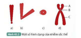 Nhiễm sắc thể và bộ nhiễm sắc thể