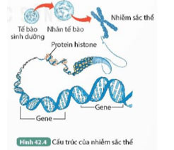 Nhiễm sắc thể và bộ nhiễm sắc thể