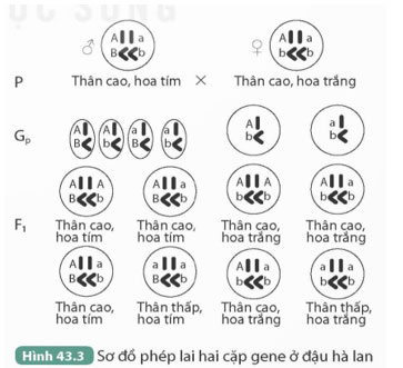 KHTN 9 Bài 43: Nguyên phân và giảm phân Giải KHTN 9 Kết nối tri thức trang 186, 187, 188, 189, 190