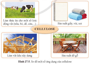 Tinh bột và cellulose