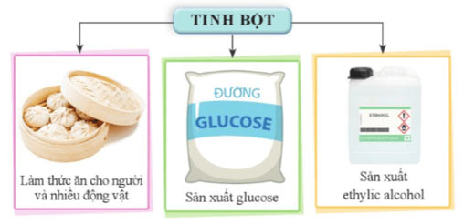 Tinh bột và cellulose